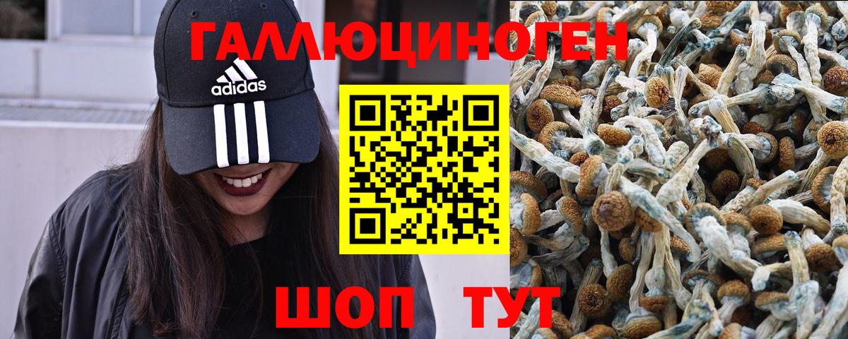 Псилоцибиновые грибы Psilocybine cubensis Красноуфимск